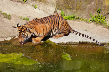 close-up tiger drinks water from a stream.