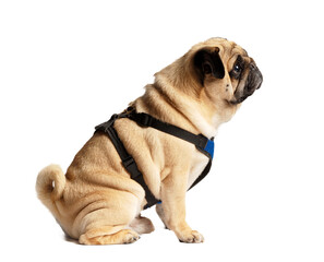 Friendly funny pug in a harness sits and looks away, isolated on a white background.