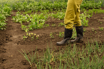 Feet of female farmer in rubber boots on wet ground in garden while harvesting vegetables. Agriculture concept