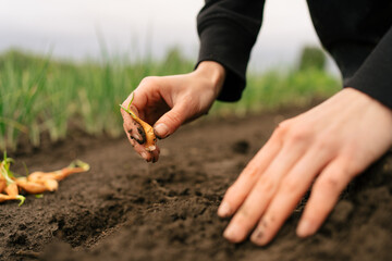 A woman farmer plants onion seedlings in moist prepared soil in her vegetable garden in the village. The concept of organically growing one's own products