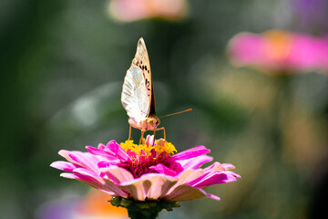 Butterfly on a blooming bright flower in the sun, close-up, soft background