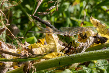 Emperor dragonfly devouring a lady bug.