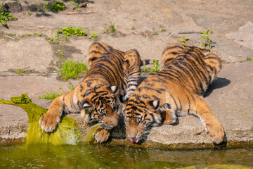 two tiger cubs playing on the bank of a stream