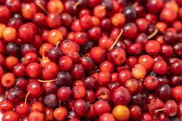 Vaccinium reticulatum furit, known as ʻōhelo ʻai in Hawaiian, is a species of flowering plant in the heather family, Ericaceae, that is endemic to Hawaii. Mauna Loa Observatory Road, Big Island