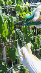 にがうり・ゴーヤの収穫｜緑のカーテン・家庭菜園イメージ - obrazy, fototapety, plakaty