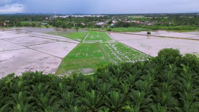 Aerial fly over oil palm farm toward paddy field Kepala Batas, Penang