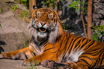 Fototapeta na wymiar portrait of a cheerful tiger yawns, sneezes and opens its mouth and sticks out its tongue