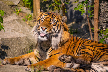 portrait of a cheerful tiger yawns, sneezes and opens its mouth and sticks out its tongue