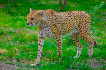 Cheetah comes very close. marking territory