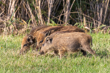 Frischlinge auf einer Wiese bei Zingst an der Ostsee.