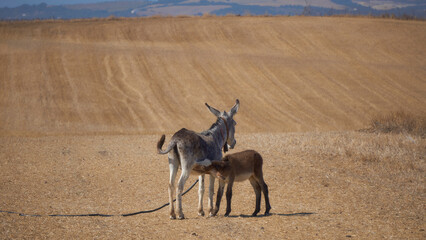 Maternal Care. Heartwarming Scene of a Young Donkey Nursing