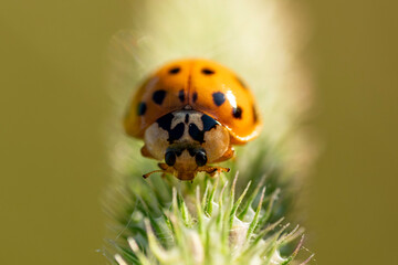 biedronka azjatycka oczy macro zbliżenie duże © Colorful Soul