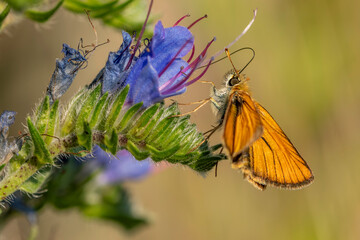 motyl na trawie i kwiatach szachownica macro © Colorful Soul