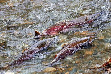 Salmon Group Swimming Upstream