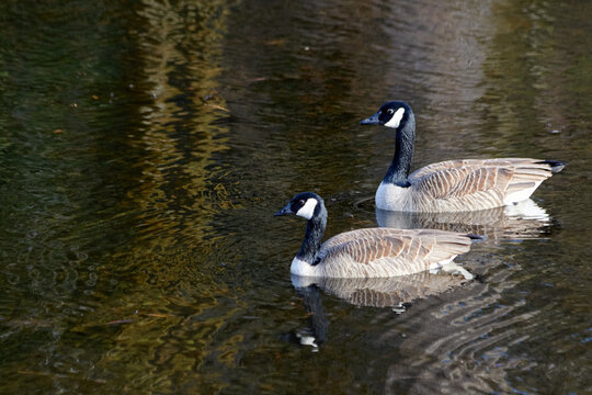 Two Geese Swimming