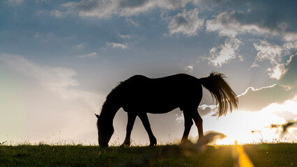 silhouette of a horse at sunset 