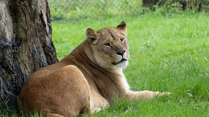 lionness cub sitting in the grass