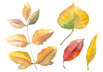 Abstract watercolor collection of autumn leaves. Hand drawn nature design elements isolated on white background.