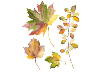 Abstract watercolor collection of autumn leaves. Hand drawn nature design elements isolated on white background.