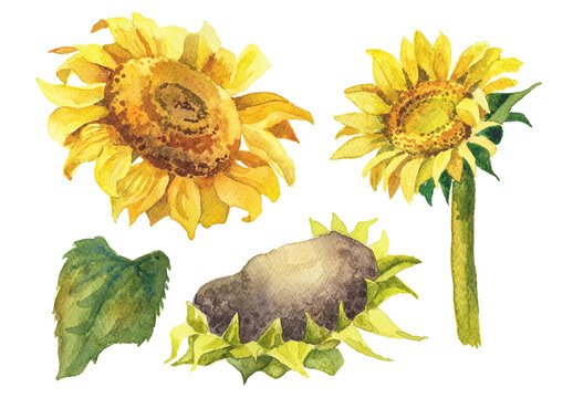 Abstract watercolor collection of autumn sunflowers. Hand drawn nature design elements isolated on white background.