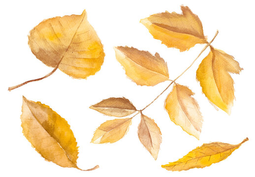Abstract watercolor collection of autumn leaves. Hand drawn nature design elements isolated on white background.
