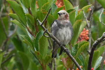 chestnut cheeked starling on a sweet viburnum