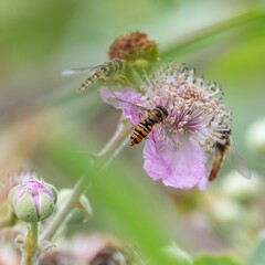 Hoverflies exploring wildflowers