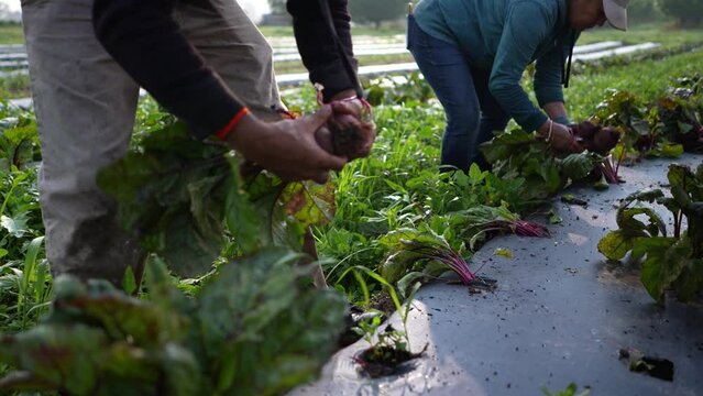Farmers bent over picking fresh beets out of plastic mulch in a field on a farm.