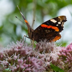 Red Admiral butterfly feeding on wild flowers