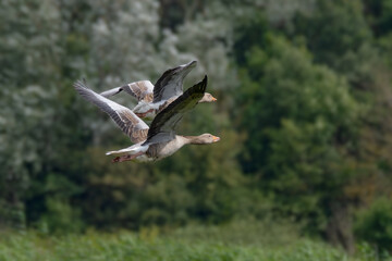 Rural background with pair of geese in flight