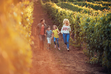 Young family walking through the vineyard in the country side