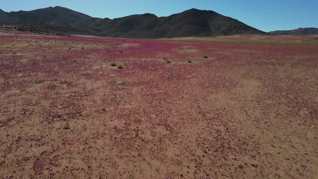 Deserts Bloom, this event, which tends to happen infrequently, and only after rains uncharacteristic in the desert, is known to happen in three main places in the world: Australia, US and Chile.
