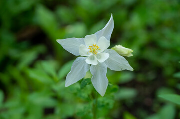 White Columbine Flower with Soft Petals and Selective Focus