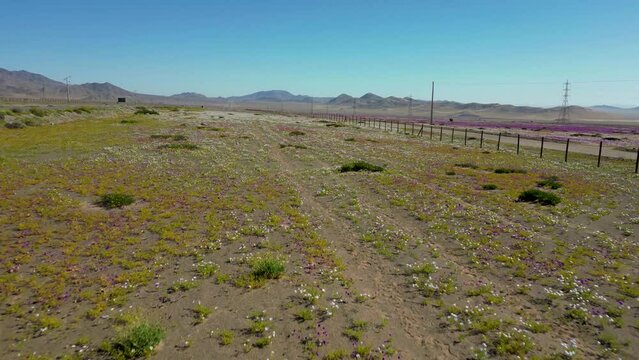 Deserts Bloom, this event, which tends to happen infrequently, and only after rains uncharacteristic in the desert, is known to happen in three main places in the world: Australia, US and Chile.
