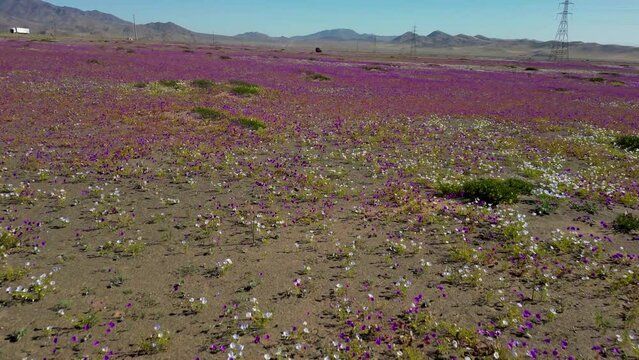 Deserts Bloom, this event, which tends to happen infrequently, and only after rains uncharacteristic in the desert, is known to happen in three main places in the world: Australia, US and Chile.
