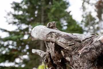 The spirit of the eagle manifests itself in the root system of an upended red cedar.