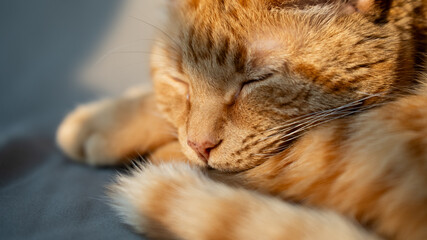 Adorable Orange Tabby Cat with Curled Tail, Sleeping, Close-Up