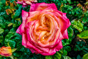 Beautiful Bright Pink Rose in Portland Oregon's International Rose Test Garden