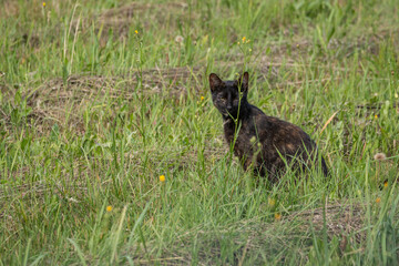 Black cat outside in the meadow.