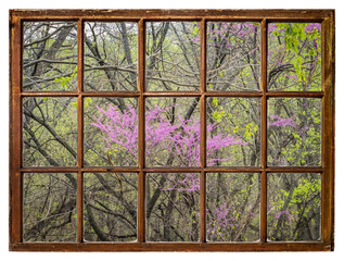 redbud tree blooming in a riparian forest along the Missouri River as seen from a vintage sash window