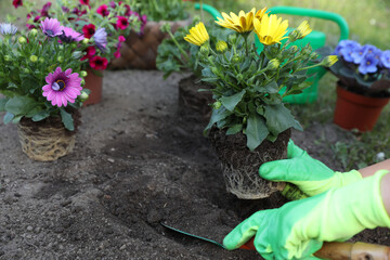 Woman in gardening gloves planting beautiful blooming flowers outdoors, closeup