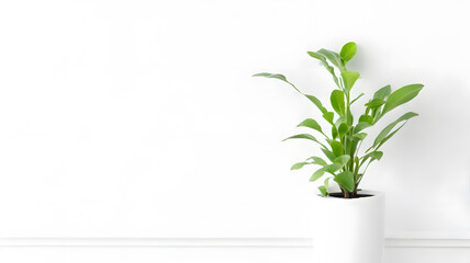 観葉植物、白い壁背景、コピースペース｜Houseplant, white wall background, copy space. Generative AI