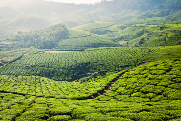 Green tea plantations in Munnar, Kerala, India