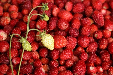 Many fresh wild strawberries as background, closeup