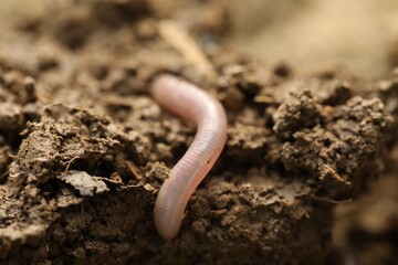 One worm in wet soil, closeup. Terrestrial invertebrates