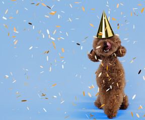 Cute Maltipoo dog in party hat under falling confetti on light blue background, space for text