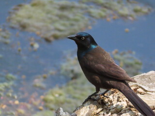 Grackle on a branch