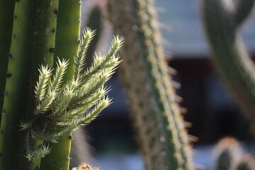 Cactus plant with a moss growing 
