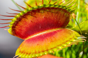 Wild Captivating Venus flytraps (Dionaea muscipula) showcase their intricate hunting mechanisms, ready to ensnare unsuspecting prey. © Adilson