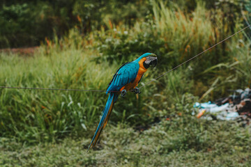 blue and yellow macaw